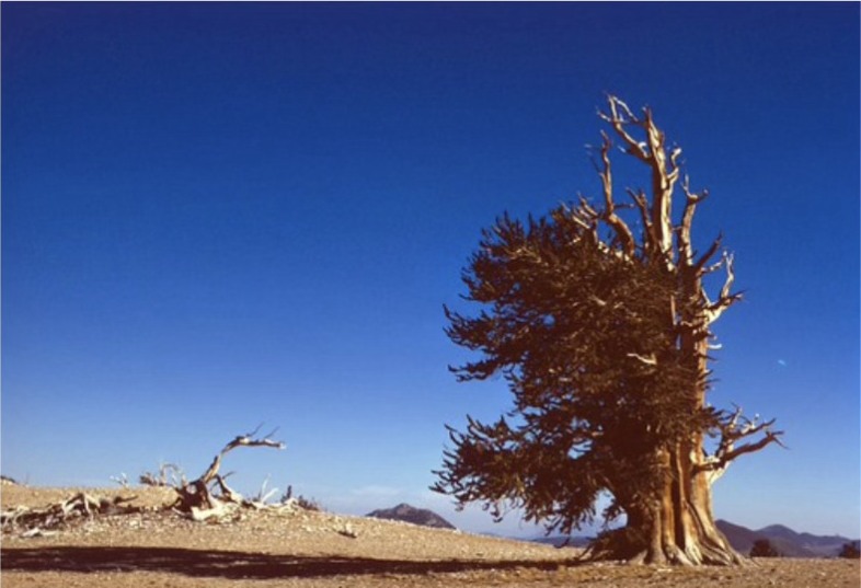 Bristlecone pine in the White Mountain Research Natural Area, USDA Forest Service photograph by Eric Knapp