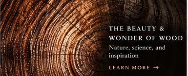 Wood growth rings